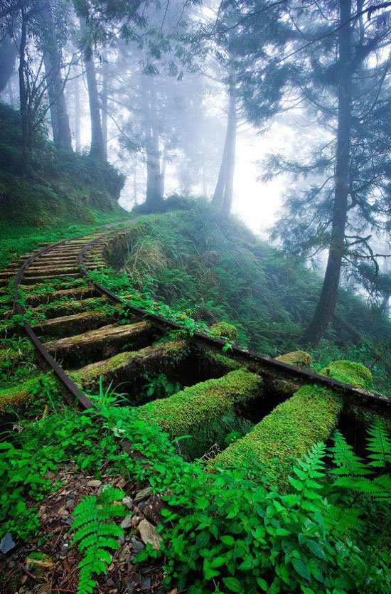 An old, disused, railway track, covered in moss leading upward into mist and trees